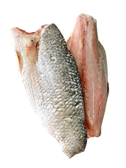 Barramundi